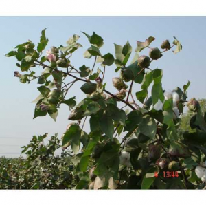 cotton-gossypium-hirsutum-ratna-9